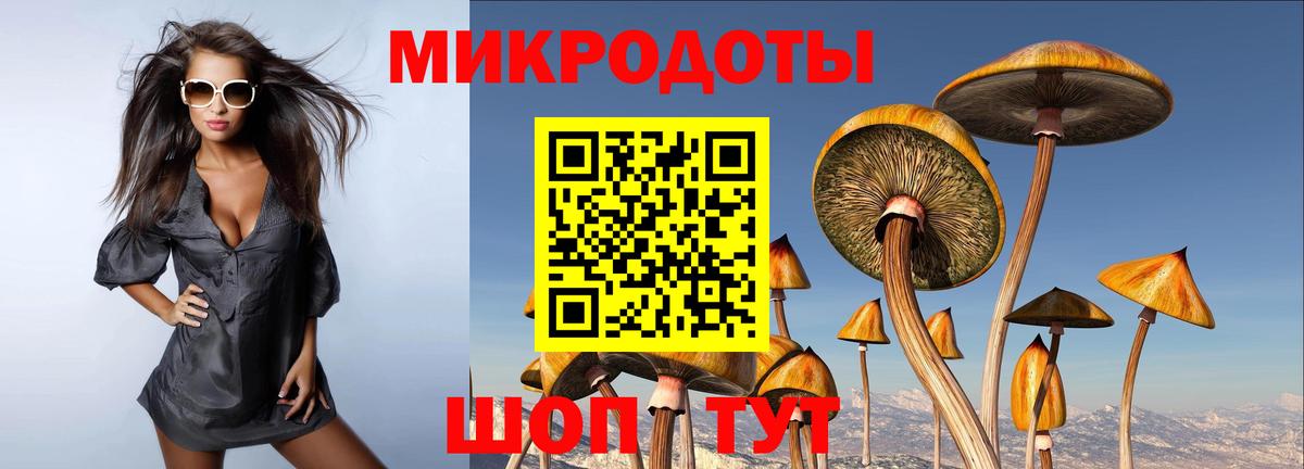 Псилоцибиновые грибы Psilocybe Волоколамск
